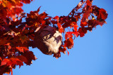 Wasp Nest_Sept 2014.jpg