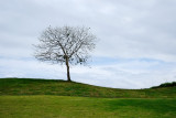 Sherwood