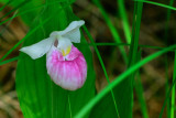 Lady Slipper Orchid 