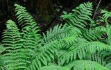 Cinnamon Fern