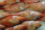 Funchal fish market offering
