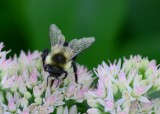 Bee on Sedum flowers