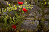 IMG_3989W.jpg