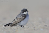 tyran tritri2 8250.jpg