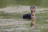 grebe2 3048.jpg