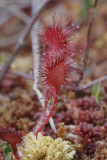 drosera2 1588.jpg