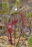 drosera2 1625.jpg