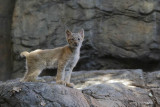 lynx2 3878.jpg