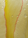 tulipe2 0425.jpg
