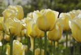 tulipes2 0660.jpg