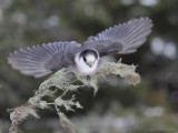 geai gris2 4847.jpg