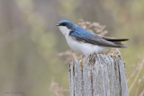 hirondelle2 3018.jpg