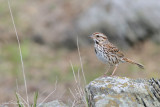 bruant2 3262.jpg