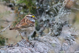 bruant2 3554.jpg