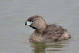 grebe2 4286.jpg