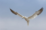fou de bassan2 9070.jpg