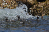 canards harlequin2 0103.jpg