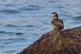 canard harlequin2 8597.jpg