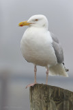 goeland argente2 7963.jpg