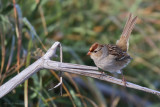 bruant a couronne blanche2 3555.jpg