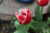 Tulipa Canasta