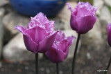 Tulipa Blue Heroon