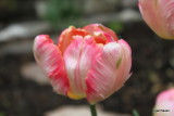 Tulipa Webers Parrot