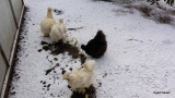 Vinter høns