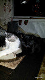 Our  Cats ( Vores Katte ) Gallery