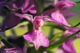 marsh orchid