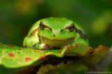 european treefrog