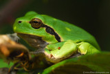 european treefrog