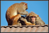 Macaques at Changu Narayan Temple