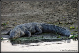 Crocodiles