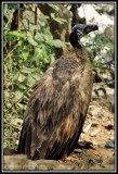 Black Vulture