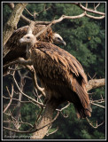 Himalayan Vultures