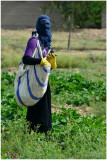 harvesting cucumbers