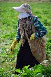 harvesting cucumbers