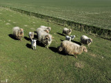 protective family of rough-coated sheep with new lambs