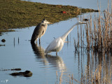 blue heron & great white egret