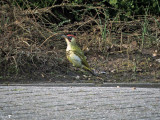 green woodpecker