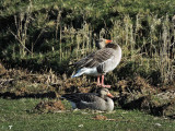 graylag geese