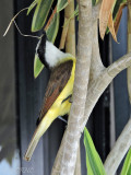 Bird Encounters