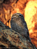 Spotted Owl