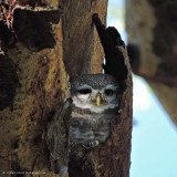 Spotted Owl