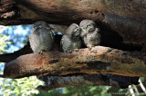 Spotted Owls