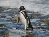 magellan penguin