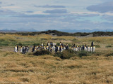 king penguin colony