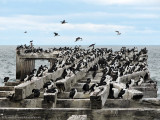 imperial cormorants