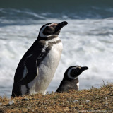 magellan penguins